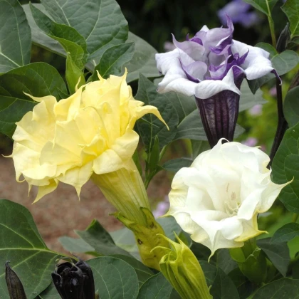 Durman metelový Ballerina Formula Mixture - Datura metel - semená durmanu - 5 ks