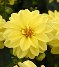 Georgína premenlivá Figaro Yellow Shades - Dahlia variabilis - semená georgíny - 20 ks