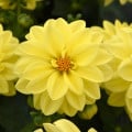 Georgína premenlivá Figaro Yellow Shades - Dahlia variabilis - semená georgíny - 20 ks