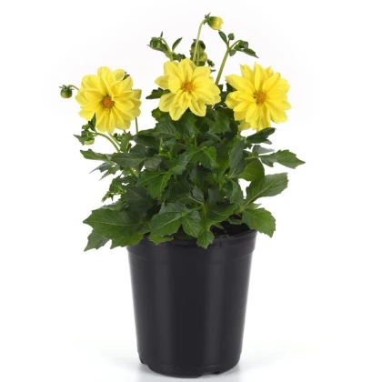 Georgína premenlivá Figaro Yellow Shades - Dahlia variabilis - semená georgíny - 20 ks