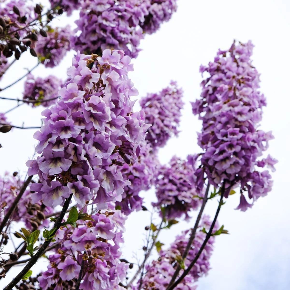 Paulovnia Shan Tong - Paulownia Shantong hybrid - semená paulovnie - 15 ks