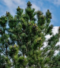 Borovica Limba - Pinus cembra sibirica - semená borovice - 7 ks