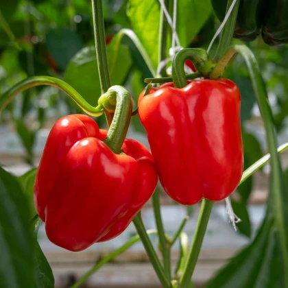 BIO Paprika Quadrato d Asti Rosso - Capsicum annuum - semená papriky - 8 ks