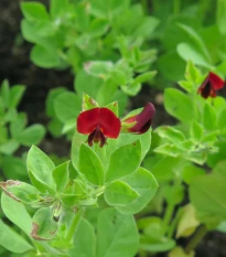 BIO Ľadenec purpurový - hrach štvorhranný - Lotus tetragonolobus  - semená ľuľka - 20 ks