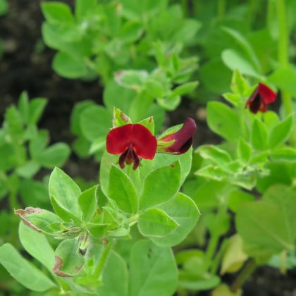 BIO Ľadenec purpurový - hrach štvorhranný - Lotus tetragonolobus  - semená ľuľka - 20 ks