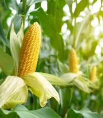 BIO Kukurica Mergoscia - Zea mays - bio semená kukurice - 15 ks