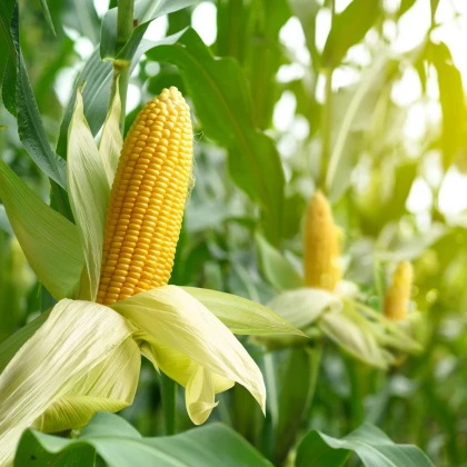 BIO Kukurica Mergoscia - Zea mays - bio semená kukurice - 15 ks