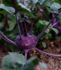 BIO Kaleráb Blaro - Brassica oleracea var. gongylodes - bio semená kalerábu - 50 ks