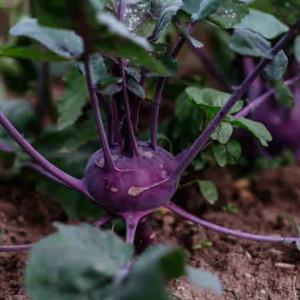 BIO Kaleráb Blaro - Brassica oleracea var. gongylodes - bio semená kalerábu - 50 ks