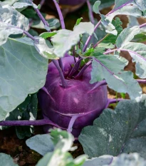 BIO Kaleráb Dyna - Brassica oleracea var. gongylodes - bio semená kalerábu - 50 ks