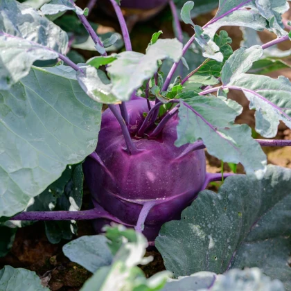 BIO Kaleráb Dyna - Brassica oleracea var. gongylodes - bio semená kalerábu - 50 ks