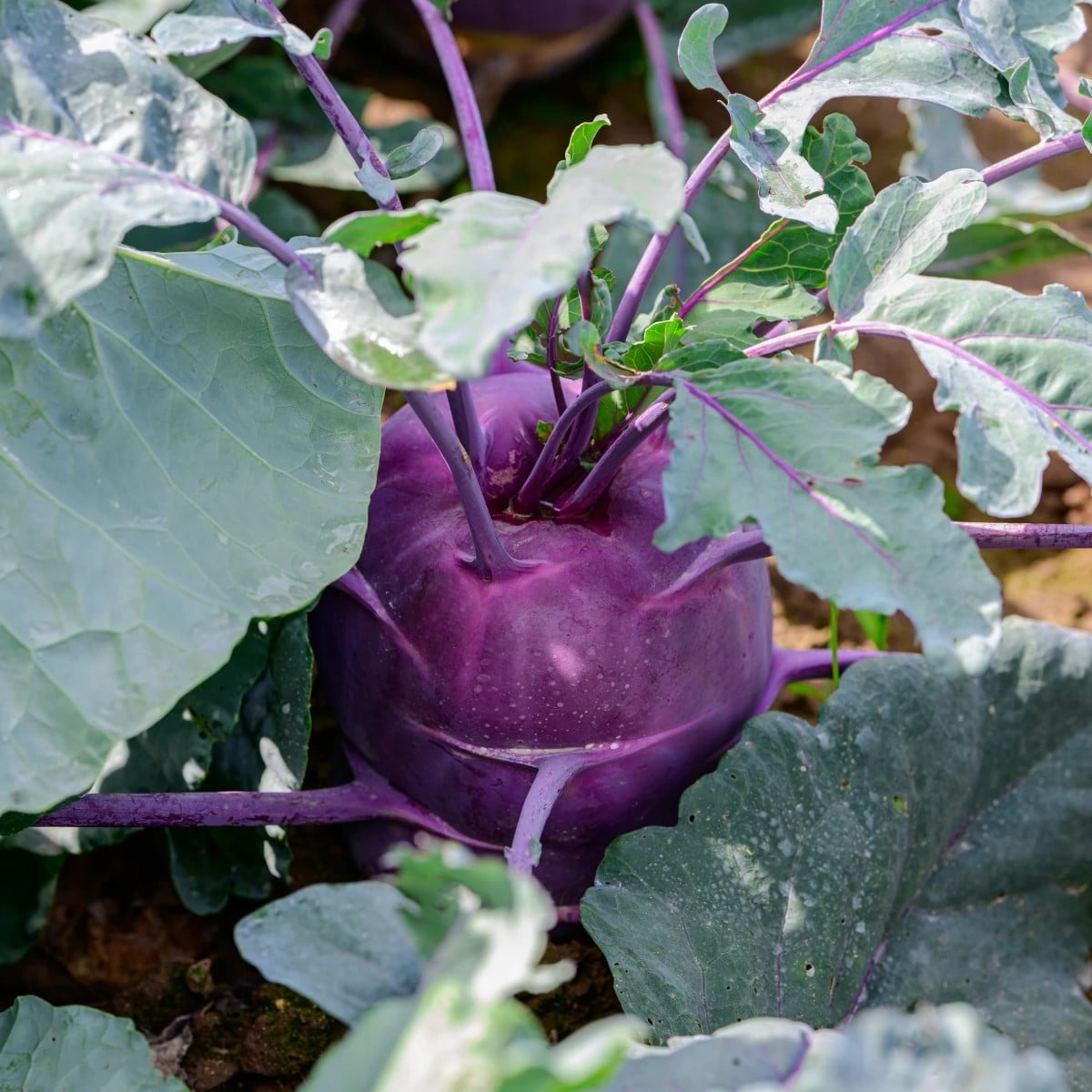 BIO Kaleráb Dyna - Brassica oleracea var. gongylodes - bio semená kalerábu - 50 ks