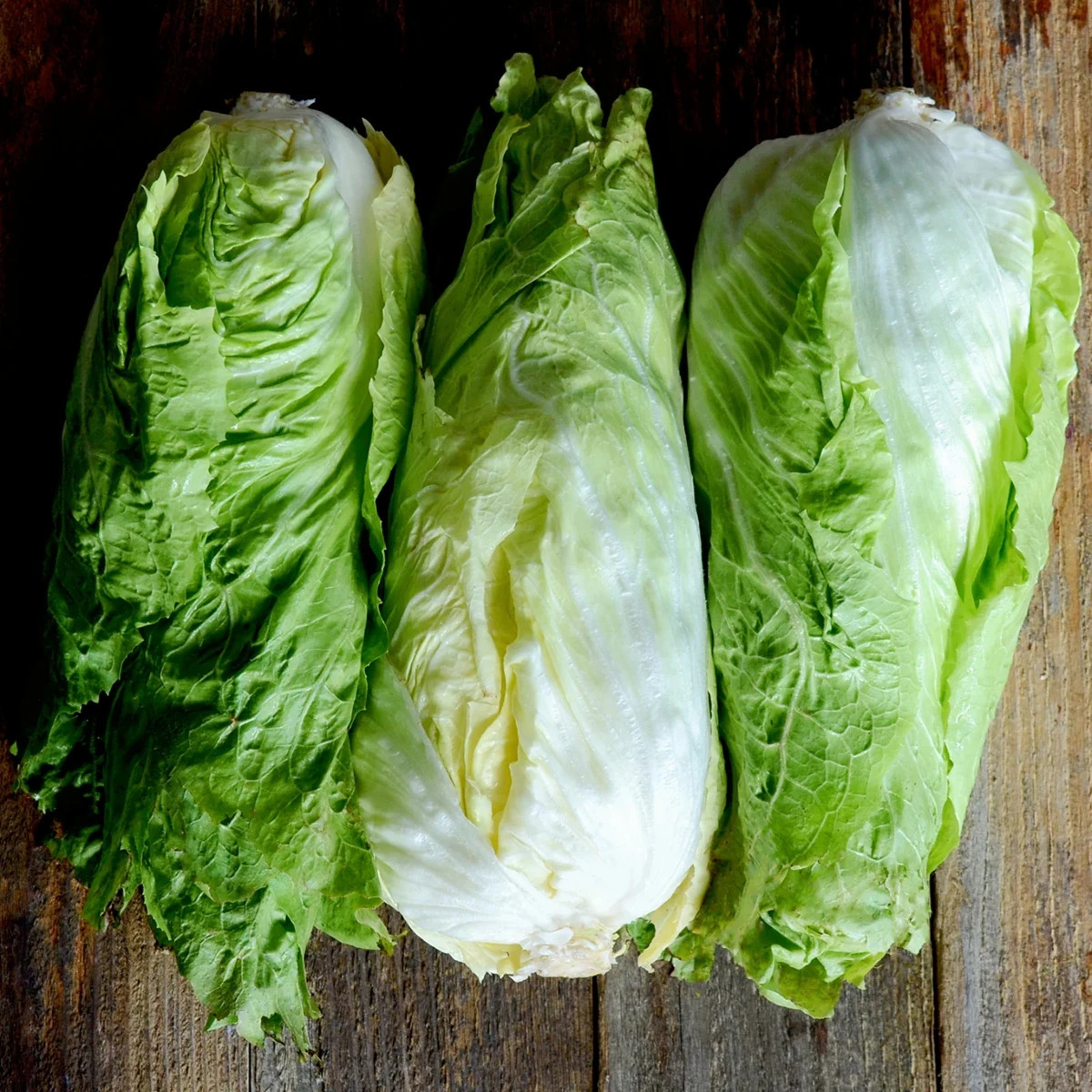 BIO Čakanka hlávková Nettuno - Cichorium intybus - semená čakanky - 100 ks