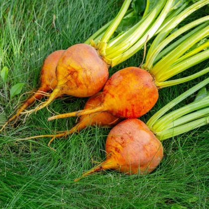 BIO Repa červená Burpees Golden - Beta vulgaris conditiva - bio semená repy - 50 ks