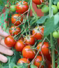 Paradajka kríčková balkónová Vilma - Solanum lycopersicum - semená paradajok - 21 ks