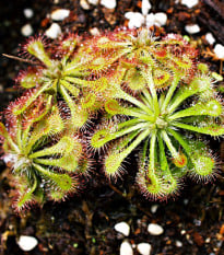 Rosička aliciae - Drosera alicinaea - semená rosičky - 10 ks