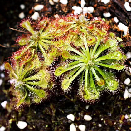 Rosička aliciae - Drosera alicinaea - semená rosičky - 10 ks