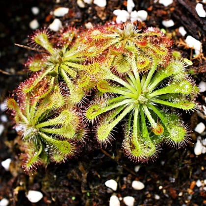 Rosička aliciae - Drosera alicinaea - semená rosičky - 10 ks