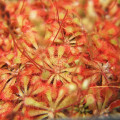 Rosička spathulata - drosera spathulata - semená rosičky - 10 ks