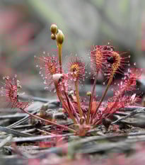 Rosička kapská Red Bonn - Drosera capensis - semená rosičky - 10 ks