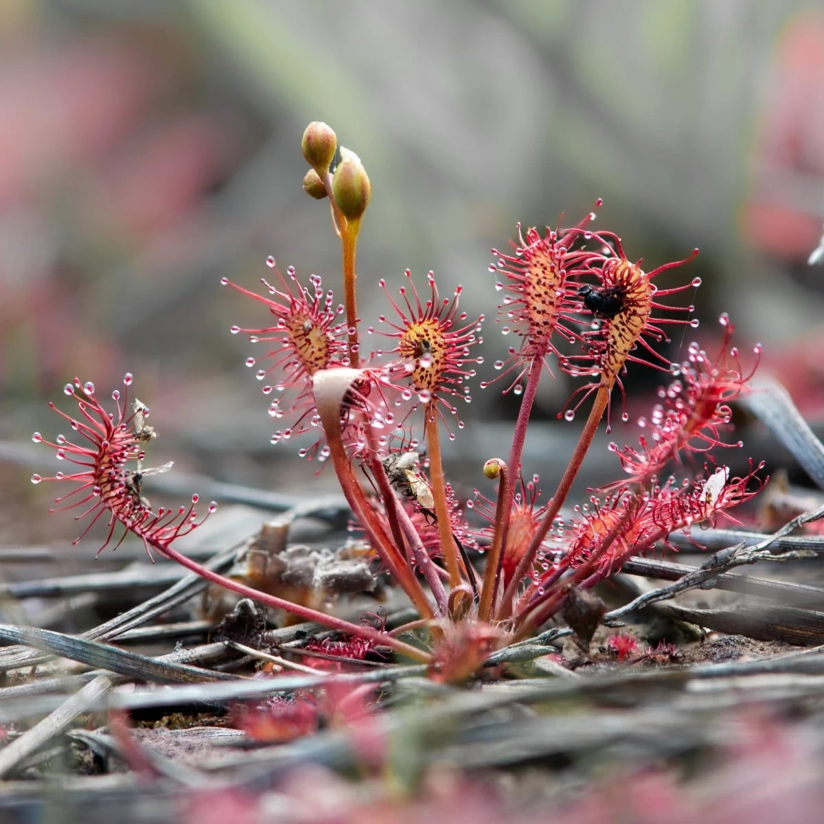 Rosička kapská Red Bonn - Drosera capensis - semená rosičky - 10 ks