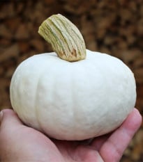 Tekvica White Lamp F1 - Cucurbita pepo - semená tekvice - 6 ks