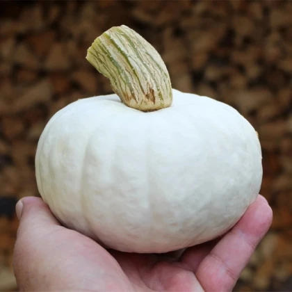 Tekvica White Lamp F1 - Cucurbita pepo - semená tekvice - 6 ks