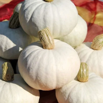 Tekvica White Lamp F1 - Cucurbita pepo - semená tekvice - 6 ks