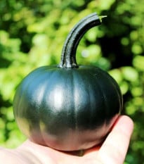 Tekvica Black Bear F1 PMT - Cucurbita pepo - semená tekvica - 7 ks