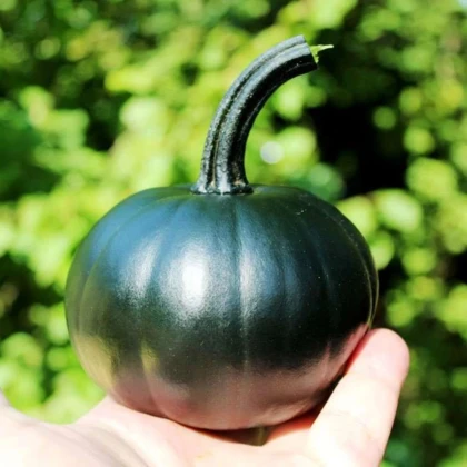 Tekvica Black Bear F1 PMT - Cucurbita pepo - semená tekvica - 7 ks