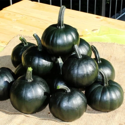 Tekvica Black Bear F1 PMT - Cucurbita pepo - semená tekvica - 7 ks