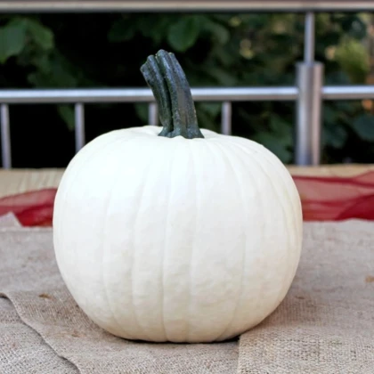 Tekvica okrasná Avalanche F1 PMT - Cucurbita pepo - semená tekvica - 6 ks