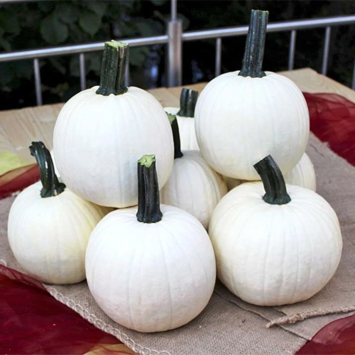 Tekvica okrasná Avalanche F1 PMT - Cucurbita pepo - semená tekvica - 6 ks