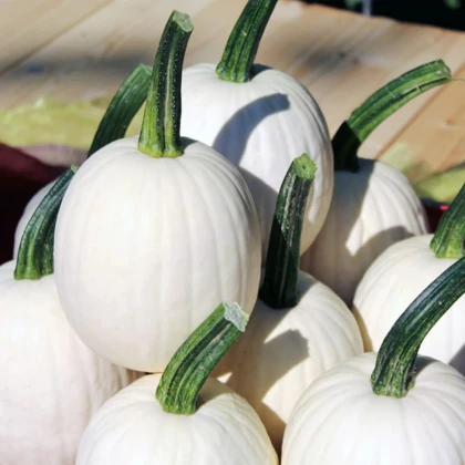 Tekvica okrasná Snowdrop F1 - Cucurbita pepo - semená tekvice - 6 ks