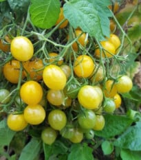 Paradajka Mirabell - Solanum lycopersicum - semená paradajok - 6 ks