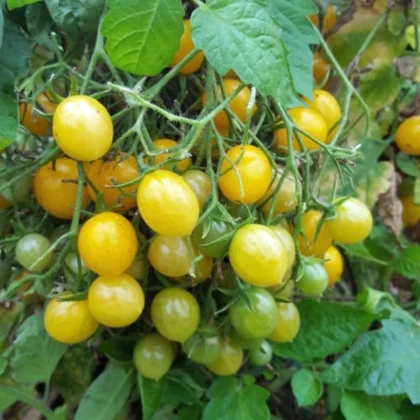 Paradajka Mirabell - Solanum lycopersicum - semená paradajok - 6 ks