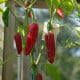 BIO Chilli Jalapeno - Capsicum annuum - bio semená chilli - 6 ks