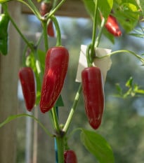 BIO Chilli Jalapeno - Capsicum annuum - bio semená chilli - 6 ks