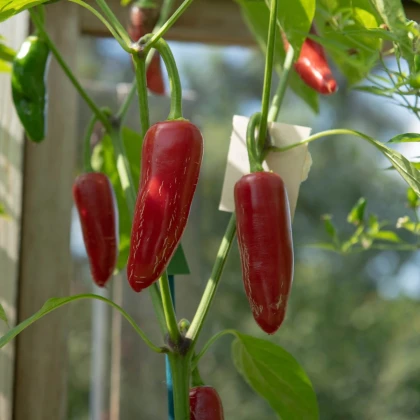 BIO Chilli Jalapeno Ruben - Capsicum annuum - bio semená chilli - 6 ks