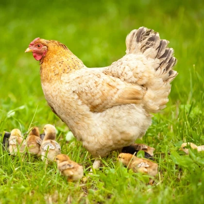 BIO Trávna zmes na zatrávnenie výbehov a pastvín - zmes tráv - semená - Sativa - 500 g