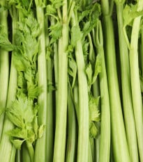 BIO Zeler stopkový Tall Utah - Apium graveolens - bio semená zeleru - 80 ks