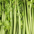 BIO Zeler stopkový Tall Utah - Apium graveolens - bio semená zeleru - 80 ks