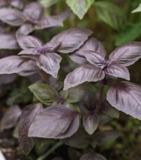 BIO Bazalka Rosso červená - Ocimum basilicum - bio semená bazalky - 100 ks