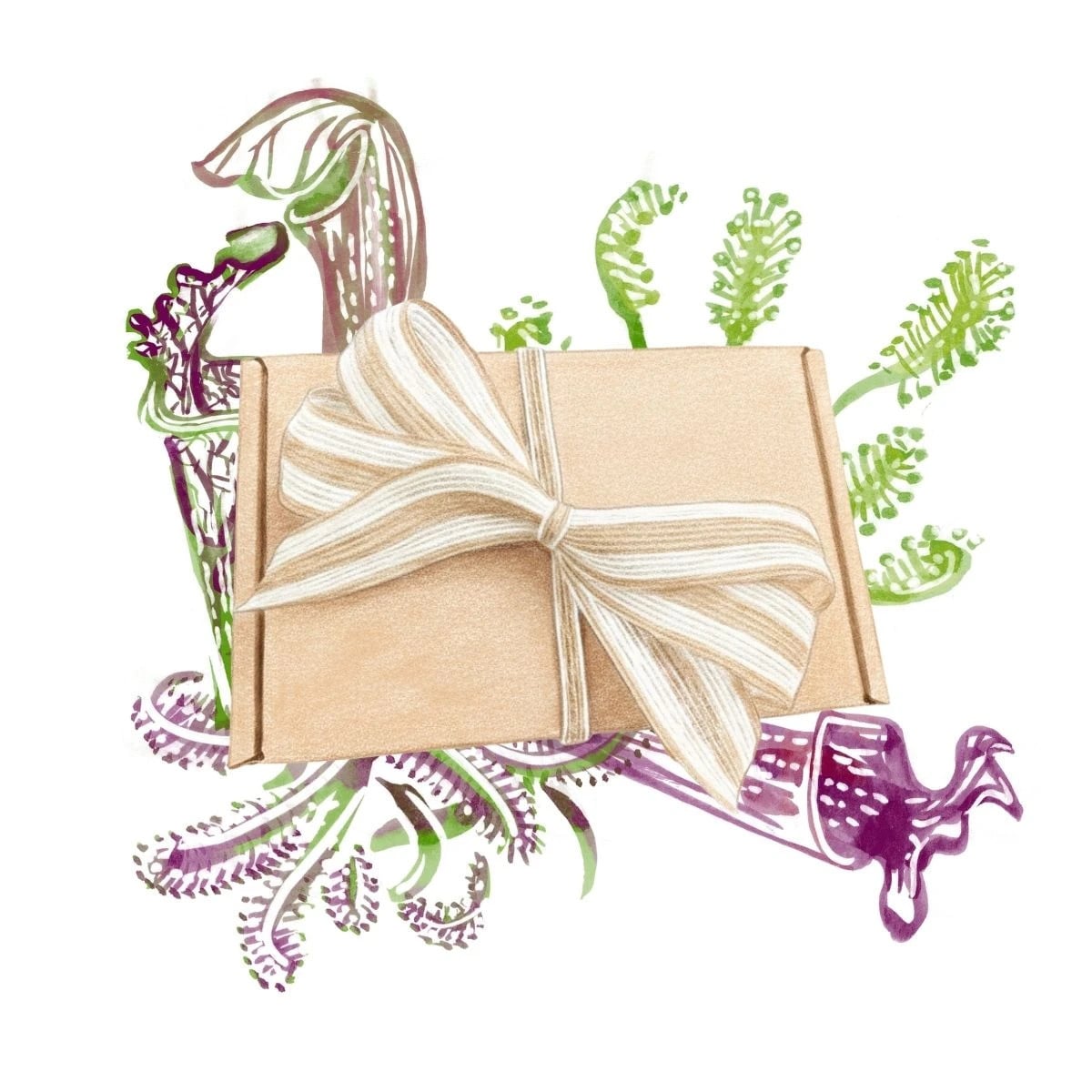 Darčekový balíček mäsožraviek - súprava semienok