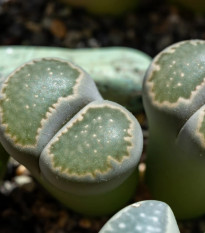 Lithops euniceae Bellaketty - Lithops euniceae - semená lithopsu - 5 ks