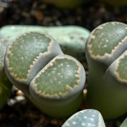 Lithops euniceae Bellaketty - Lithops euniceae - semená lithopsu - 5 ks