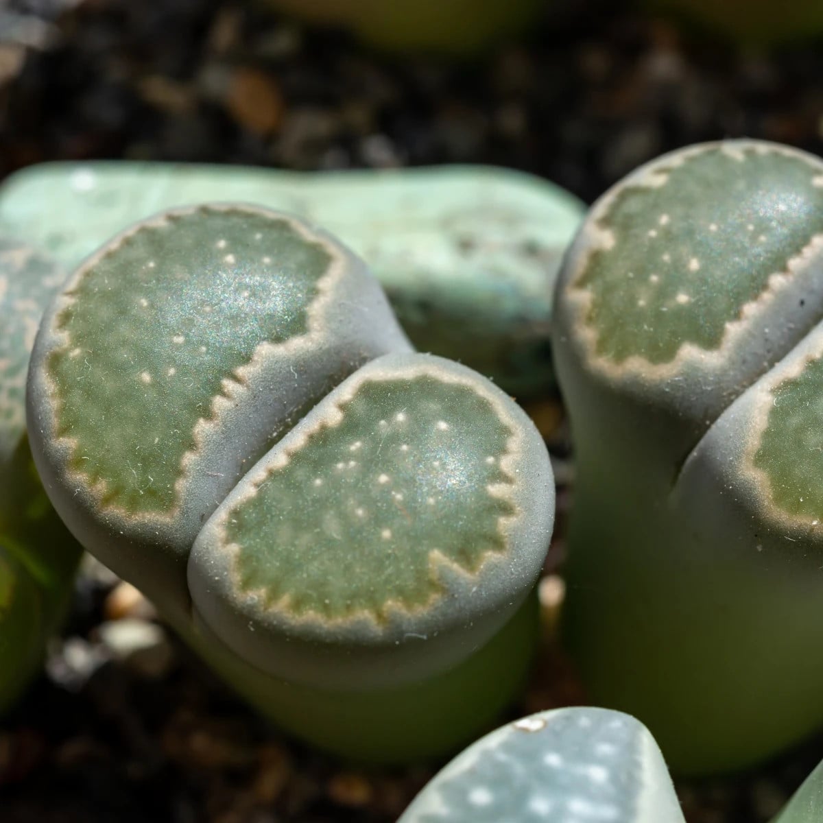 Lithops euniceae Bellaketty - Lithops euniceae - semená lithopsu - 5 ks