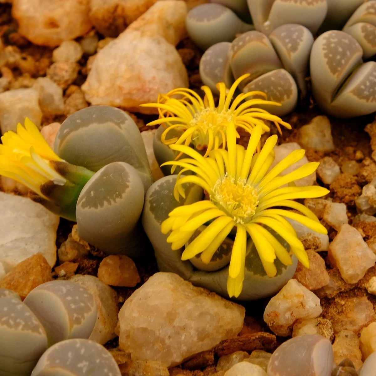 Lithops euniceae Bellaketty - Lithops euniceae - semená lithopsu - 5 ks