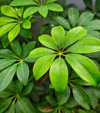 Šeflera prstovitá - Schefflera digitata - semená šeflery - 6 ks