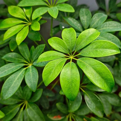 Šeflera prstovitá - Schefflera digitata - semená šeflery - 6 ks
